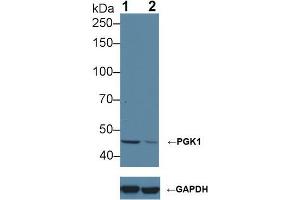 Western blot analysis of (1) Wild-type HeLa cell lysate, and (2) PGK1 knockout HeLa cell lysate, using Rabbit Anti-Human PGK1 Antibody (1 µg/ml) and HRP-conjugated Goat Anti-Mouse antibody (abx400001, 0. (PGK1 antibody  (AA 2-417))