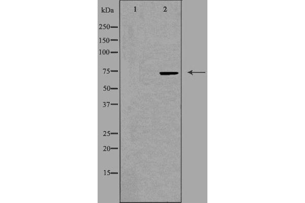 BRF1 antibody  (Internal Region)