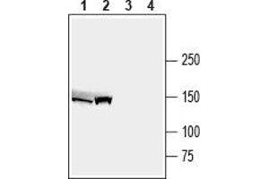 Western blot analysis of mouse liver lysate (lanes 1 and 3) and rat liver membranes (lanes 2 and 4): - 1,2. (ABCB4 antibody  (3rd Intracellular Loop))