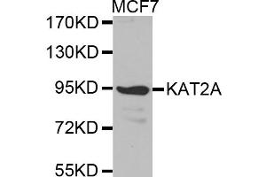 Western blot analysis of extracts of MCF-7 cells, using KAT2A antibody (ABIN5971244).