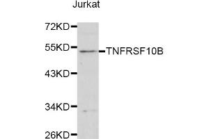 Western blot analysis of extracts of Jurkat cells, using TNFRSF10B antibody (ABIN1875126) at 1:1000 dilution. (TNFRSF10B antibody)