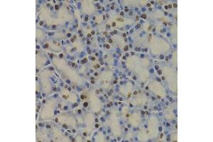 Immunohistochemistry of paraffin-embedded rat pancreas using GAPDH antibody. (GAPDH antibody  (AA 1-335))