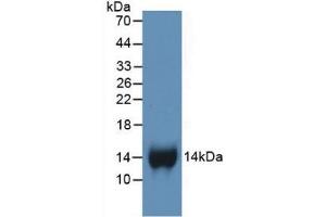 Western Blot; Sample: Recombinant bTG, Human. (CXCL7 antibody  (AA 59-128))