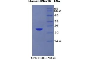 SDS-PAGE analysis of Human Interferon alpha 10 Protein. (IFNA10 Protein)
