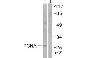 Western Blotting (WB) image for anti-Proliferating Cell Nuclear Antigen (PCNA) (Internal Region) antibody (ABIN1848734) (PCNA antibody  (Internal Region))