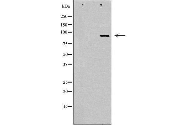 MAP4K1 antibody  (Internal Region)