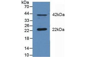 Western blot analysis of Mouse Cerebellum Tissue. (DUSP6 antibody  (AA 1-300))
