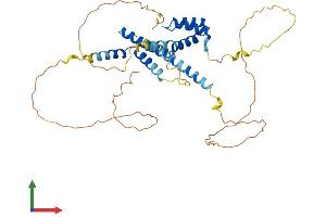 AlphaFold protein structure predicition of Human Recombinant MEIS1 Protein, UniprotID O00470 (MEIS1 Protein (AA 1-390) (His tag))