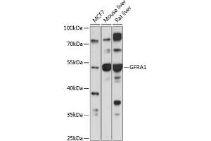 Western blot analysis of extracts of various cell lines, using GFR antibody (ABIN1679986, ABIN1679985, ABIN5664192 and ABIN6219934) at 1:1000 dilution.