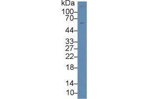 Western Blot; Sample: Human THPo-1 cell lysate; Primary Ab: 1µg/ml Rabbit Anti-Human ICAM3 Antibody Second Ab: 0. (ICAM-3/CD50 antibody  (AA 46-197))