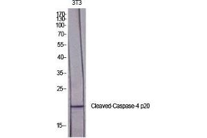 Western Blot analysis of various cells using Cleaved-Caspase-4 p20 (Q81) Polyclonal Antibody diluted at 1:2000. (Caspase 4 p20 (AA 40-120), (Cleaved-Gln81) antibody)