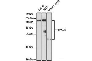 Western blot analysis of extracts of various cell lines using FBXO25 Polyclonal Antibody at dilution of 1:1000. (FBXO25 antibody)