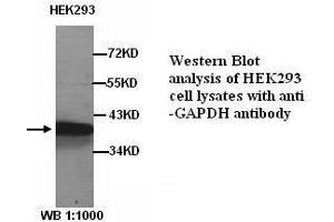Image no. 1 for anti-Glyceraldehyde-3-Phosphate Dehydrogenase (GAPDH) antibody (ABIN790977) (GAPDH antibody)