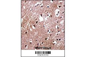 LDB2 Antibody immunohistochemistry analysis in formalin fixed and paraffin embedded human brain tissue followed by peroxidase conjugation of the secondary antibody and DAB staining. (LIM Domain Binding 2 Protein antibody  (C-Term))