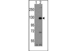 Image no. 2 for anti-Dishevelled Associated Activator of Morphogenesis 1 (DAAM1) (C-Term), (N-Term) antibody (ABIN357856) (DAAM1 antibody  (C-Term, N-Term))