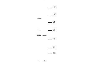 FOXG1 antibody (pAb) tested by Western blot. (FOXG1 antibody  (C-Term))
