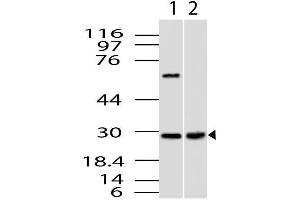 Image no. 1 for anti-CUE Domain Containing 2 (CUEDC2) (AA 100-280) antibody (ABIN5027122)