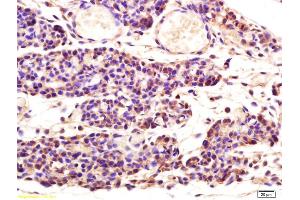 Formalin-fixed and paraffin embedded mouse embryo labeled with Rabbit Anti Aspartate Aminotransferase Polyclonal Antibody, Unconjugated (ABIN752008) at 1:200 followed by conjugation to the secondary antibody and DAB staining (GOT1 antibody  (AA 301-400))