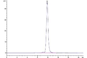 The purity of Human NKG2A&CD94 is greater than 95 % as determined by SEC-HPLC. (NKG2A & CD94 (AA 100-233) protein (Fc Tag,DYKDDDDK Tag))