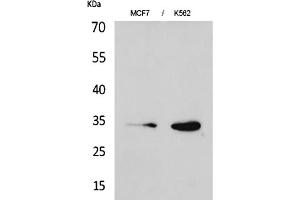Western Blot analysis of MCF7 (1), K562 (2).