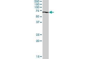 PABPC3 MaxPab polyclonal antibody. (PABPC3 antibody  (AA 1-631))