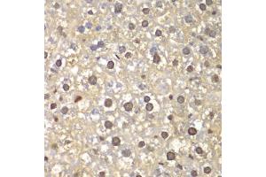 Immunohistochemistry of paraffin-embedded mouse liver using FEN1 antibody (ABIN5970521) at dilution of 1/100 (40x lens). (FEN1 antibody)