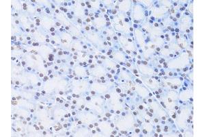 Immunohistochemistry of paraffin-embedded rat pancreas using LMNB2 Antibody (ABIN5973877) at dilution of 1/100 (40x lens). (Lamin B2 antibody)