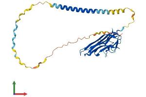 Protein Structure (PS) image for Fas Ligand (TNF Superfamily, Member 6) (FASL) (AA 1-281) protein (His tag) (ABIN7544498)