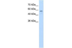 C20ORF18 antibody used at 1.
