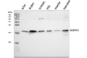 Western blot analysis of PC4/SUB1 using anti-PC4/SUB1 antibody (ABIN4886733). (SUB1 antibody  (C-Term))