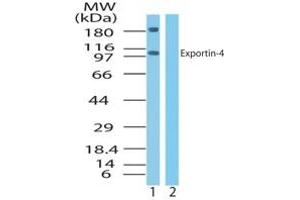 XPO4 antibody  (AA 850-950)