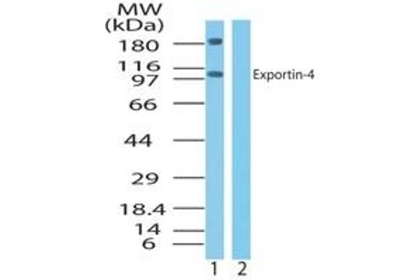 XPO4 antibody  (AA 850-950)