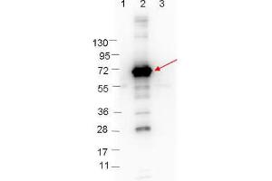 Western blot showing detection of 0. (CRASP-1 antibody)