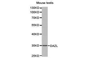 Western Blotting (WB) image for anti-Deleted in Azoospermia-Like (DAZL) antibody (ABIN1872201)