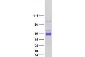 Validation with Western Blot (RELL2 Protein (Transcript Variant 2) (Myc-DYKDDDDK Tag))
