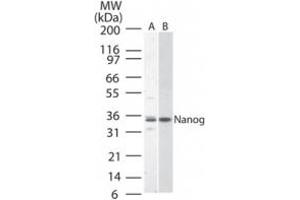 Image no. 1 for anti-Nanog Homeobox (NANOG) (AA 1-50) antibody (ABIN200007) (Nanog antibody  (AA 1-50))
