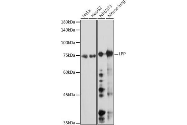 LPP antibody