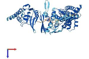 CCT3 Protein (AA 1-545) (His tag)