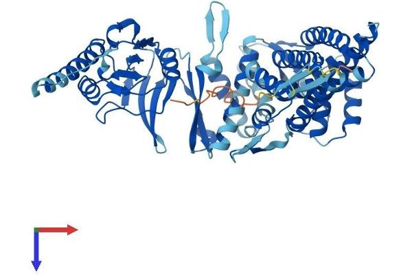CCT3 Protein (AA 1-545) (His tag)