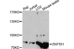Western blot analysis of extracts of various cell lines, using ZNF551 antibody (ABIN6291108) at 1:3000 dilution.