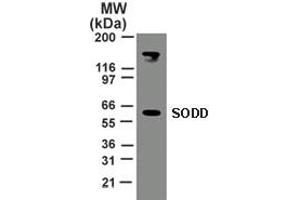 Image no. 1 for anti-BCL2-Associated Athanogene 4 (BAG4) (AA 443-457) antibody (ABIN199970) (BAG4 antibody  (AA 443-457))