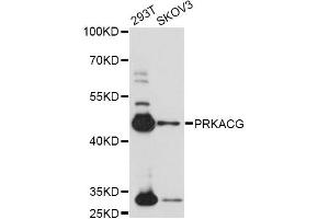 Western blot analysis of extracts of various cell lines, using PRKACG antibody (ABIN6291855) at 1:1000 dilution. (PRKACG antibody)