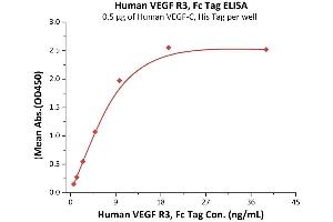Immobilized Human VEGF-C, His Tag (ABIN2444233,ABIN2181912) at 5 μg/mL (100 μL/well) can bind Human VEGF R3, Fc Tag (ABIN5526635,ABIN5526636) with a linear range of 0. (FLT4 Protein (AA 25-776) (Fc Tag))