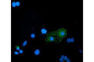 Anti-BIN3 mouse monoclonal antibody (ABIN2453899) immunofluorescent staining of COS7 cells transiently transfected by pCMV6-ENTRY BIN3 (RC203378). (BIN3 antibody)