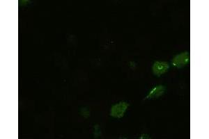 Anti-BMP4 mouse monoclonal antibody (ABIN2452355) immunofluorescent staining of HeLa cells transiently transfected by pCMV6-ENTRY BMP4 (RC219979) (BMP4 antibody  (AA 293-408))
