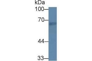 Western Blot; Sample: Rat Lung lysate; Primary Ab: 1µg/ml Rabbit Anti-Rat RTKN Antibody Second Ab: 0.
