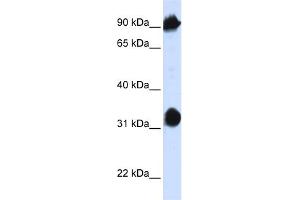 WB Suggested Anti-HSPA4 Antibody Titration:  0.