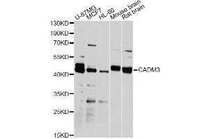Western blot analysis of extracts of various cell lines, using CADM3 antibody. (CADM3 antibody  (AA 25-330))