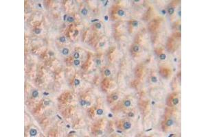 Figure. (SIGLEC14 antibody  (AA 24-137))