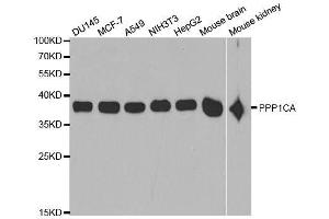 Western blot analysis of extracts of various cell lines, using PPP1CA antibody. (PPP1CA antibody)
